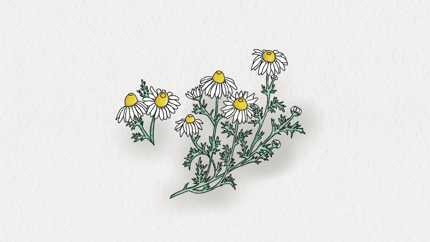 Chamomile