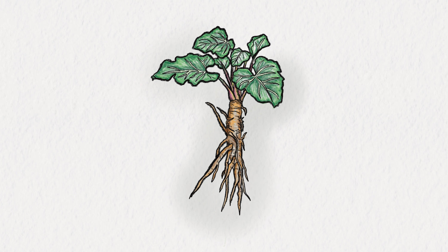 Burdock Root