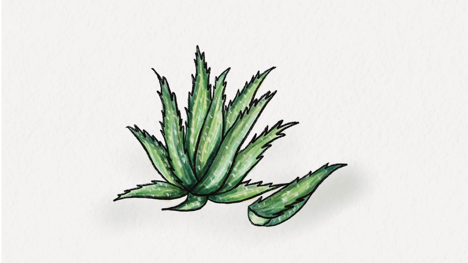 Aloe Vera